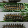 melit didyma larva6hib volg